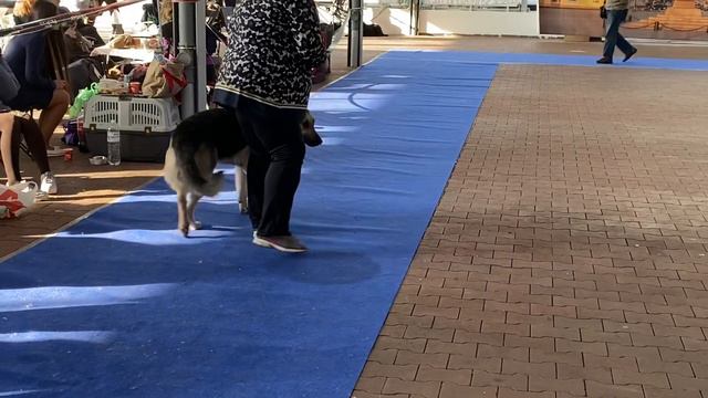 1.03.2020 Кубок Одессы, кобель интермедиа