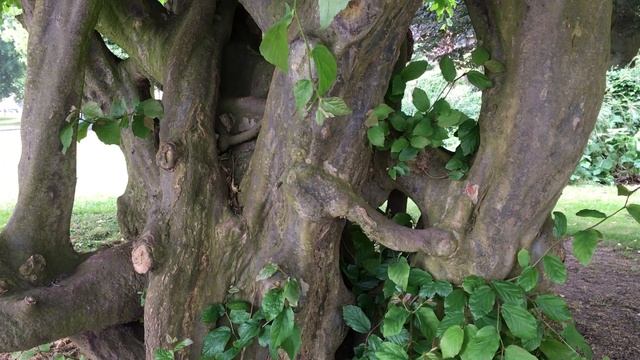 Persian ironwood (Parrotia persica) - trunks close up - June 2018 смотреть онлайн