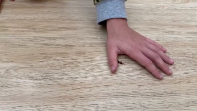 Размножение растений в домашних условиях