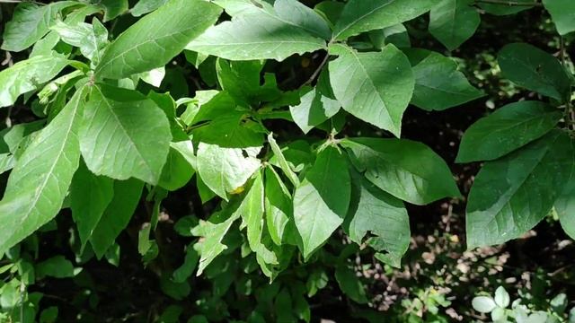Feral Medlar (Mespilus germanica) in Balkan Mountains смотреть онлайн
