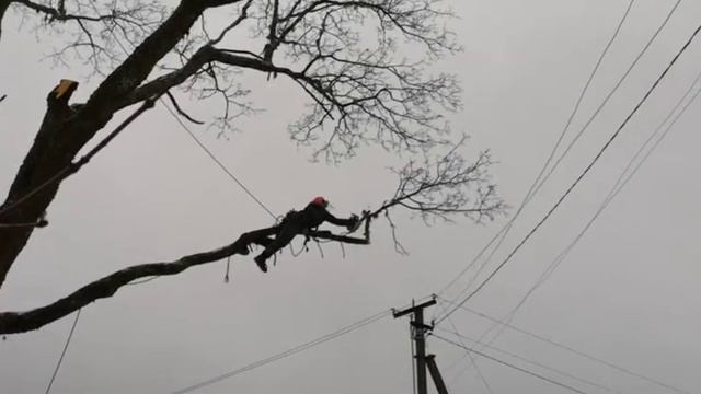 А вы видели такое? Как так можно пилить дерево? смотреть онлайн