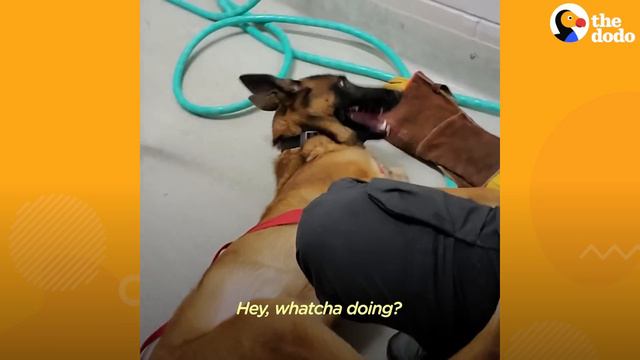 Nobody Could Touch This Very Aggressive Dog Until...💞 | The Dodo смотреть онлайн