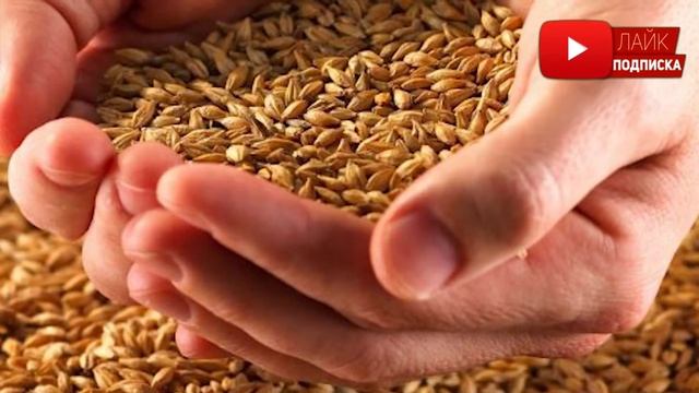 НЕЛЬЗЯ есть Сырое Тесто и вот Почему смотреть онлайн