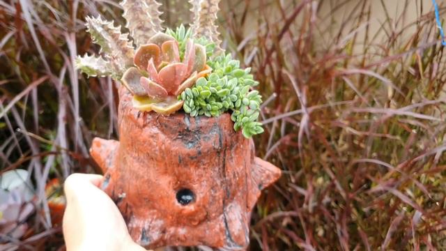 10 SUCULENTAS fotogênicas com DICAS para você ter plantas LINDAS смотреть онлайн