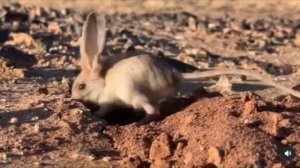 ВЕСЕЛЫЙ ТУШКАНЧИК