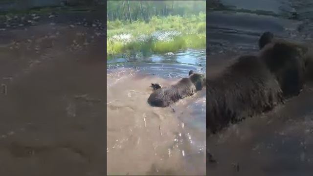Сегодня было очень жарко. Купальный сезон в разгаре. смотреть онлайн