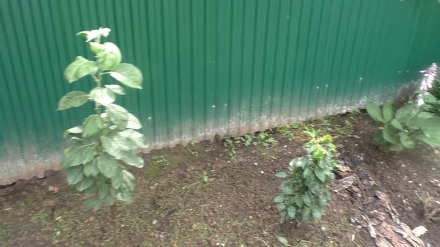 Прекрасный сад моей соседки Эпизод 1 смотреть онлайн