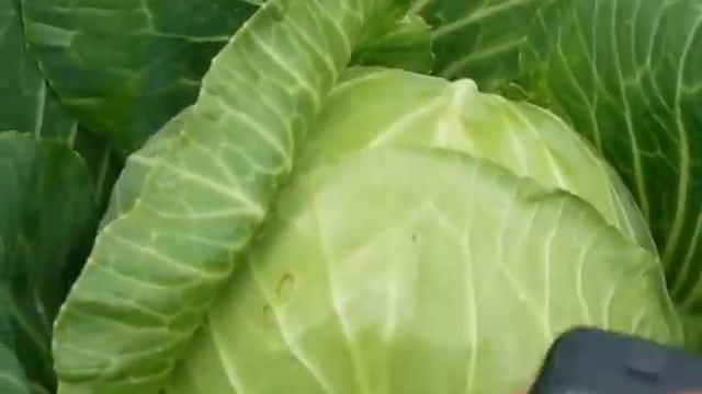 о седератах,о капусте на 2 августа смотреть онлайн