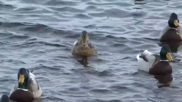 Весна Красноярского Края смотреть онлайн