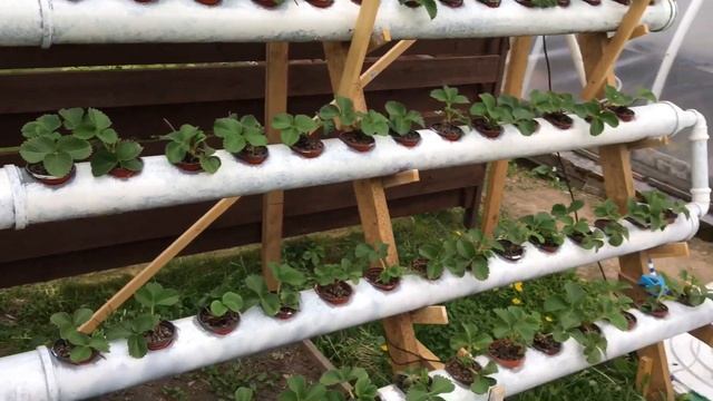 Strawberry in hydroponic 200 plants NFT system смотреть онлайн