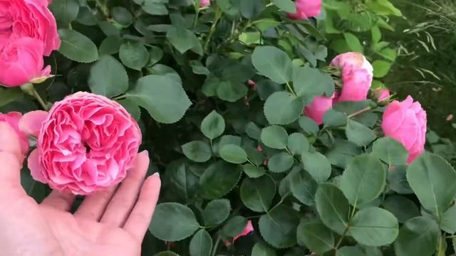 Флорибунда Леонардо да Винчи!! Rose Leonardo da Vinci смотреть онлайн