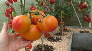 Сорт томата Медовый салют. Сколько весит самый крупный помидор.