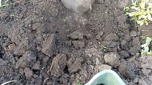 Копаем картофель, какой в этом году. Медведка тоже поела