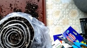 ПЕРВЫЕ ПОСАДКИ! СЕЕМ СЕЛЬДЕРЕЙ НА РАССАДУ В УЛИТКУ. КАК ПРОСТИМУЛИРОВАТЬ?