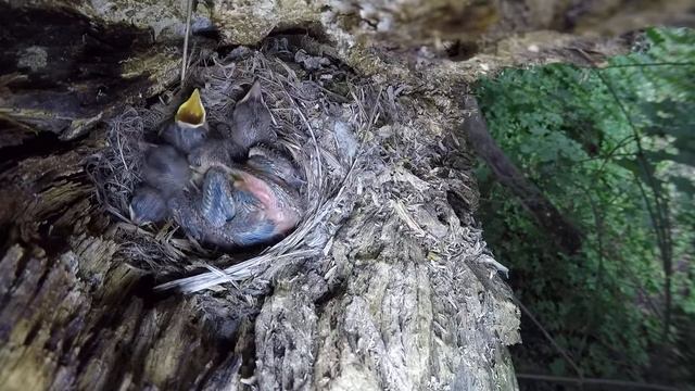 Мухоловка Серая 150620 2 в суку 150620 gp ml2or4 12 смотреть онлайн