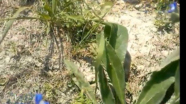 Anchusa Azurea,Buglossa Azzurra (medicinal Herb)