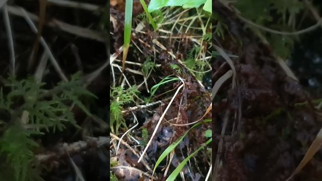 А ось і красуня Лисичичка! #грибиукраїни #збіргрибів #гриби смотреть онлайн