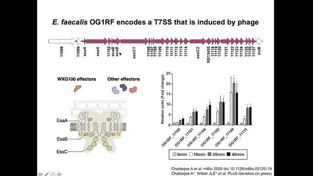 Phage and Antibiotics-Induction of an Antibacterial Type 7 Secretion System in Enterococcus faecali смотреть онлайн
