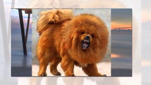 ТОП10 Самые дорогие породы собак в мире#ЛучшеенаЮТУБе смотреть онлайн