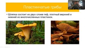 Грибы. Строение, жизнедеятельность. Шляпочные грибы
