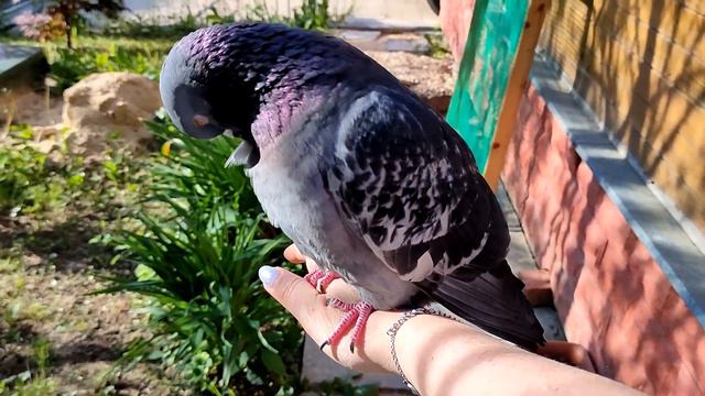 Анастасия. Голуби Еше и Амрита знакомятся смотреть онлайн