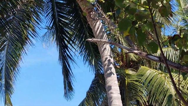 МАЛЬДИВЫ |Cinnamon Dhonveli Maldives Hotel | Влог 2 | Летучие лисицы на Мальдивах смотреть онлайн