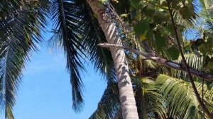 МАЛЬДИВЫ |Cinnamon Dhonveli Maldives Hotel | Влог 2 | Летучие лисицы на Мальдивах