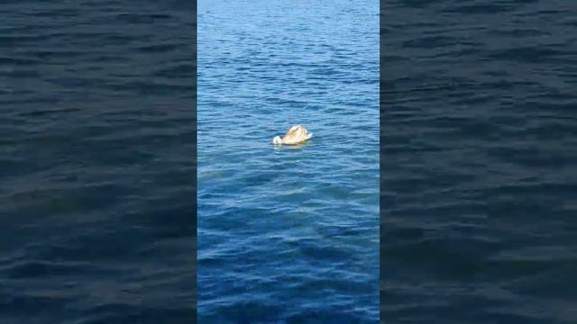 лебедь приплыл на берег Черного моря) смотреть онлайн