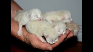 Звуки котят слушать онлайн бесплатно 10 часов