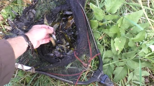 Ловля сачком в пересохших оврагах - спасаем рыбу и зарыбляем пруды смотреть онлайн