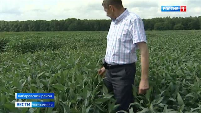 85 лет ДВ НИИСХ смотреть онлайн