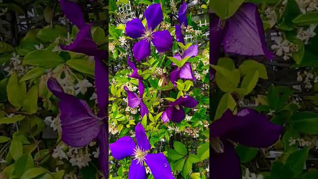 Clematis Viticella смотреть онлайн