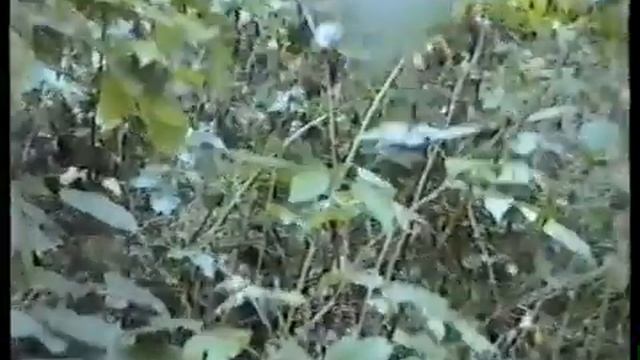 Грибы Рядовки - Говорушки дымчато - серые смотреть онлайн