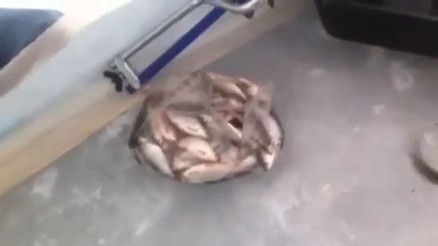 Рыбалка на Осколе часть2"Честный обзор" смотреть онлайн