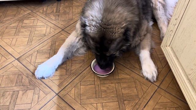 Коктейль для Кузи Кавказская овчарка Кузьма #кавказскаяовчарка #кузьма смотреть онлайн