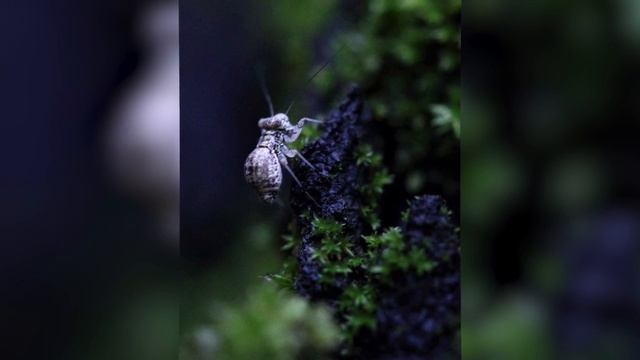 Desafio da Semana #131 - Tema Macro смотреть онлайн