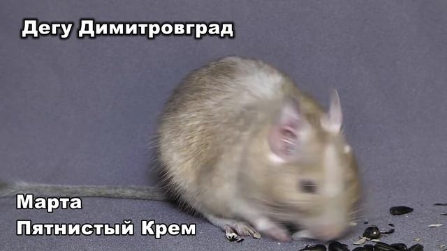 Дегу Окрасы Дегу смотреть онлайн