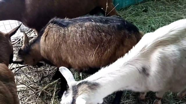 Первый день на прогулке ягнята// Майка спустя двое суток после окота// Сосна и ёлка ядовитые??? смотреть онлайн