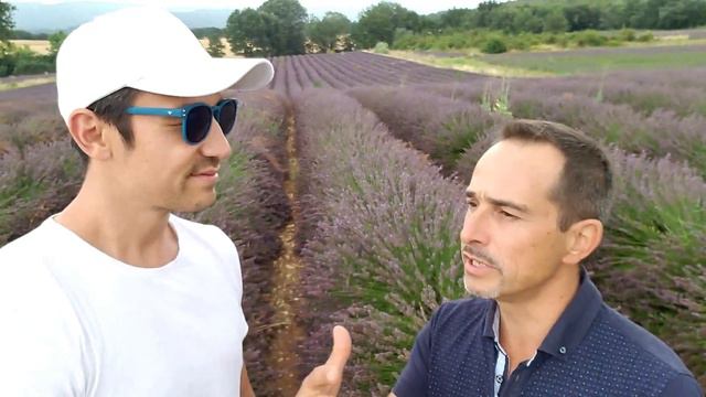 Beautiful LAvender Fields in Southern France- Tons of Healing Properties смотреть онлайн