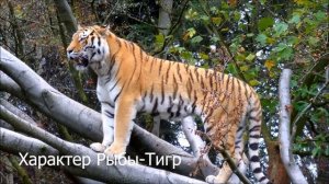 Характер: Рыбы в год Тигра (Рыбы-тигр)