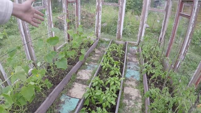 САМАЯ ДЕШЕВАЯ ТЕПЛИЦА СВОИМИ РУКАМИ смотреть онлайн