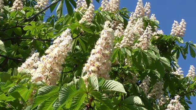 Цветёт каштан смотреть онлайн