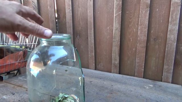 Поездка в лес . Первые грибы . Иван чай . Чистотел . смотреть онлайн