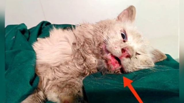 4 года кот преданно ждал хозяев, которые его оставили... смотреть онлайн