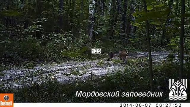 Кабаны-сеголетки смотреть онлайн