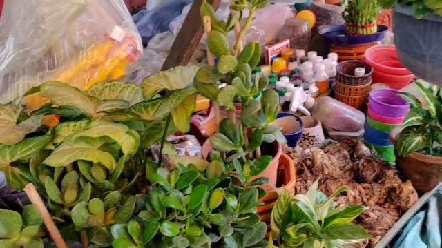 नर्सरी में कौनसे पौधे की क्या प्राइस है ? पौधे का नाम और कीमत / Name and Prices of Plants смотреть онлайн