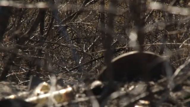 Причины и последствия ландшафтных пожаров смотреть онлайн