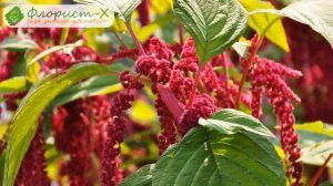 ? Цветок амарант – посадка и уход, выращивание амаранта; вред и польза амаранта