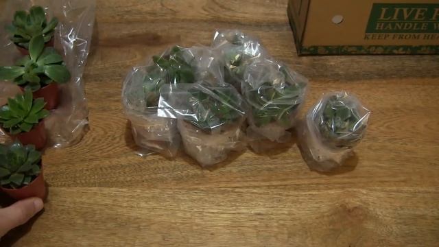 Gardeners Dream Set of Mixed Echeverias смотреть онлайн