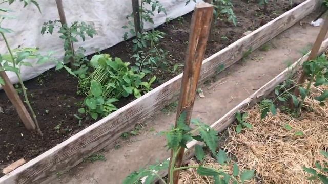 Пасынкование томатов в теплице Как правильно удалять пасынки Подкормка смотреть онлайн